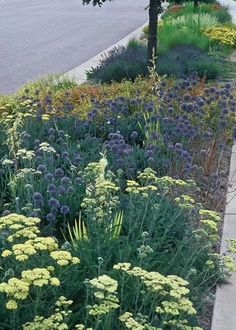 an image of a garden with flowers and plants in the foreground, next to a street