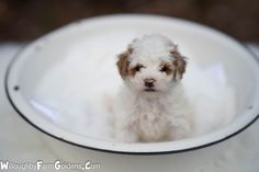 a small white dog sitting in a bowl