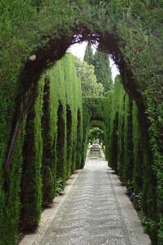 an arched walkway between two rows of green trees and bushes on either side of it