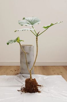 a potted plant in the middle of a pile of dirt on top of a white sheet