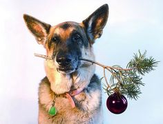 a dog with a stick in it's mouth holding a christmas ornament