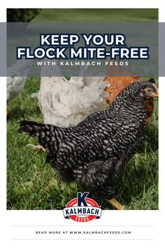 Chickens in field Chicken Mites, Duck Or Rabbit, Chicken Health, Egg Production, Backyard Flocks, Horse Feed, Chicken Feed, Health Check, Best Practices