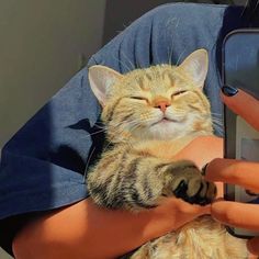 a person holding a cell phone with a cat sleeping on it's back in their lap