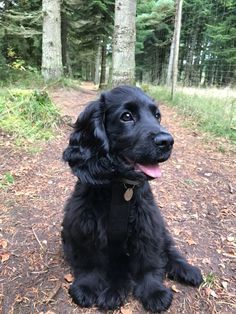 a black dog sitting on top of a forest floor