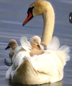 two baby swans are swimming in the water with their mother's breast wrapped around them