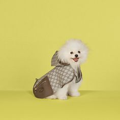 a small white dog wearing a gray jacket and holding a brown purse in it's mouth