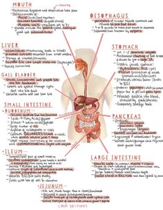 the human body's organs and their major organ systems are labeled in red text