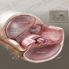 an image of the inside of a human stomach with labels on it and labeled in red