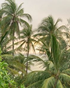 some palm trees and the ocean in the backgroung is very gloomy