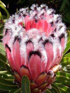 a close up of a flower on a plant with lots of leaves in the background