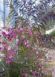 purple flowers are growing in the corner of a building