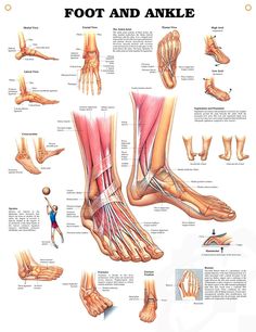 Foot and Ankle anatomy poster shows medial, frontal, lateral and plantar views as well as a cross section. Feet Muscles, Ankle Anatomy, Foot Anatomy, Human Body Anatomy, Muscle Anatomy, Human Anatomy And Physiology, Medical Anatomy, Body Anatomy, Foot Health