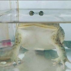 a frog is sitting in the water and looking at the camera