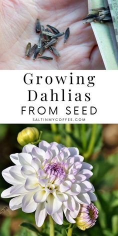 growing dahlias from seed in the palm of someone's hand with text overlay