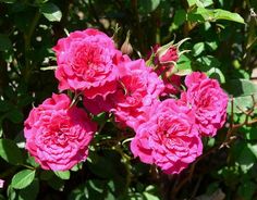 pink roses blooming in the sun on a sunny day