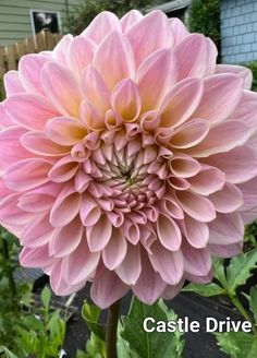 a large pink flower with the words castle drive written below it in front of a house