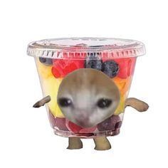 an animal with fruit in it's mouth is standing next to a plastic container