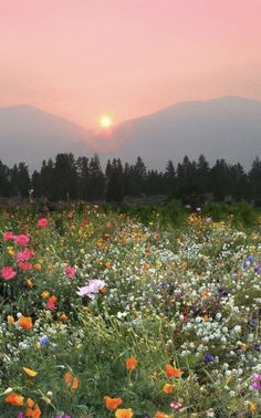 a field full of flowers with the sun setting in the distance behind them and mountains in the background