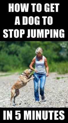 a woman walking her dog on the beach with text that reads how to get a dog to stop jumping in 5 minutes