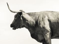 a black and white photo of a bull with large horns