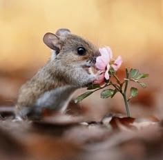 a rodent smelling a pink flower on the ground