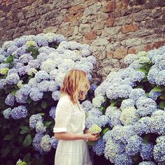 Hydrangea Flowers, No Rain, Flower Child, Belleza Natural, Plant Life, My Flower, Flower Wall