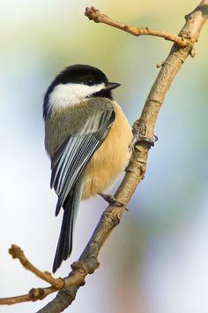 a small bird perched on top of a tree branch