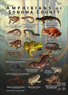 the amphibianns of sonoma county are featured in this poster, which shows different