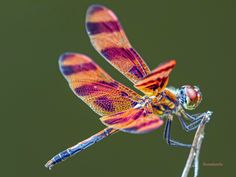 a colorful dragonfly sitting on top of a plant