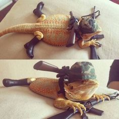 35 Fun Filled Pics That Will Entertain and Amuse You - Funny Gallery Animals With Hats, Bearded Dragon Clothes, Funny Lizards, Cute Lizard, Dragon Memes