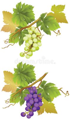 grapes and leaves on a white background royalty illustration