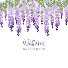 wisteria background with purple flowers and green leaves