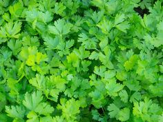 green leaves are growing on the ground