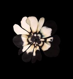 a white and black flower is shown in the middle of a dark background with its petals showing