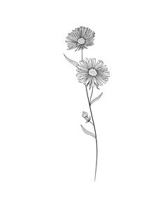 Birth Flower Tattoos Line Art Flower Tattoos Line Art, Aster Flower Drawing, Tattoos Line Art, Birth Flowers Tattoo, Aster Flower Tattoos, September Aster, Sagittarius Tattoo Designs, Virgo Tattoo Designs, Tatoo Inspiration