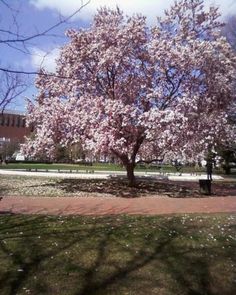 a tree in the middle of a park with lots of pink flowers on it's branches