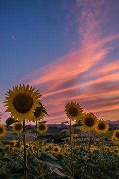 the sunflowers are blooming in the field at sunset, and there is no image to provide a caption for