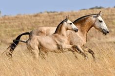 two brown horses running through tall dry grass