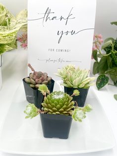 three succulents on a white plate with a thank you sign in the background