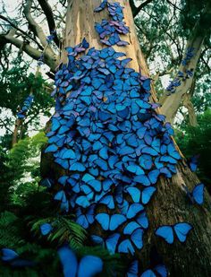 blue butterflies are covering the bark of a tree in an area that is surrounded by trees