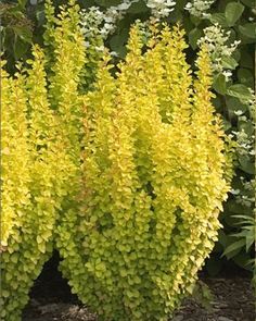 Sunjoy Gold Pillar Barberry- Bright Gold Foliage, Changes To a Stunning Orange Red In Autumn Barberry Bush, Tall Shrubs, Gold Foliage, Hydrangea Care, Fragrant Flowers, Foliage Plants, Bright Gold, Small Trees, Trees And Shrubs