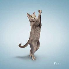 a cat is standing on its hind legs with it's front paws in the air