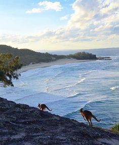 two dogs are running along the edge of a cliff by the ocean and trees in the foreground