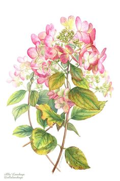 watercolor painting of pink flowers and green leaves