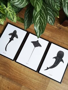 three cards with black and white images of stingfish on them next to a potted plant