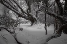 snow covers the ground and trees in this black and white photo