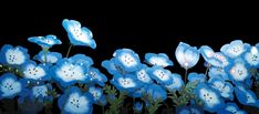 some blue flowers are in the dark