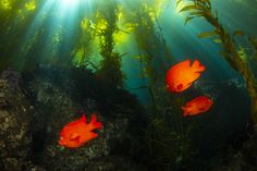 some very pretty red fish in a big green seaweed filled with algae and sunbeams