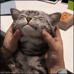 a person holding a cat up to its face while it is laying on top of a desk