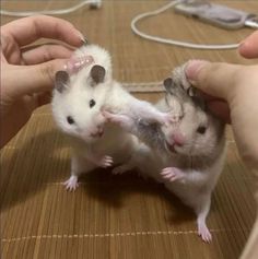 two small white and gray mice being petted by someone's hands on a table